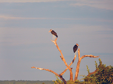 Zimbabwe-Victoria Falls-Zambezi National Park & Victoria Falls Safari Ride